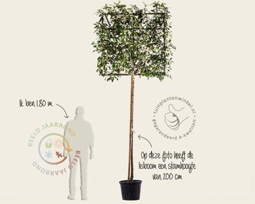 Glansmispel leiboom - Rek 120x120 cm - pakket 6 stuks + EXTRAS!