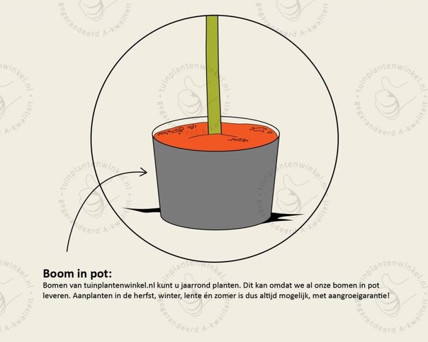 Glansmispel leiboom - Rek 120x120 cm - pakket 6 stuks + EXTRAS!