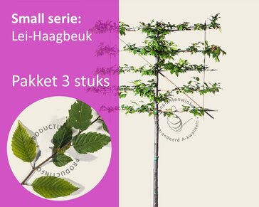 Carpinus betulus leiboom - Rek 120x90 cm - pakket 3 stuks