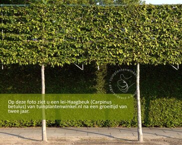 Carpinus betulus leiboom - Rek 200x130 cm - pakket 6 stuks