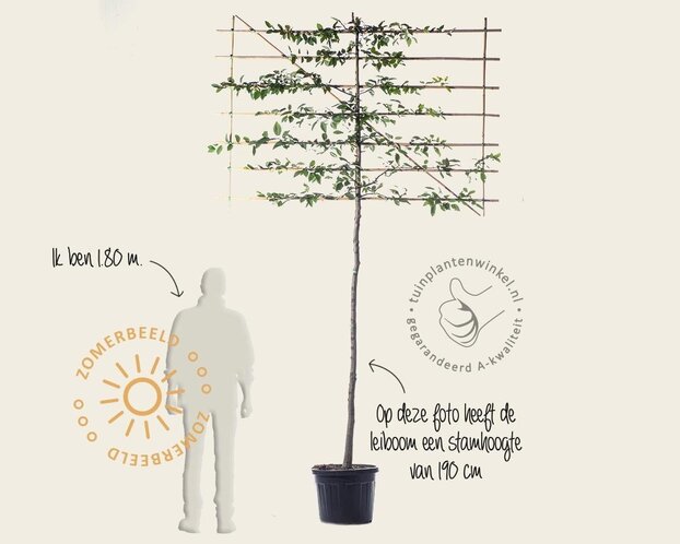 Carpinus betulus leiboom - Rek 200x130 cm - pakket 6 stuks