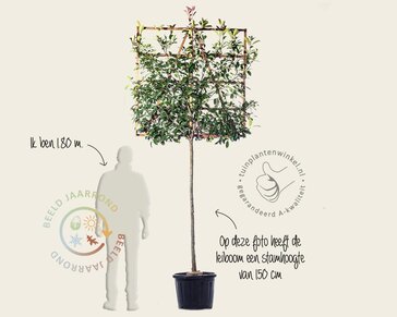 Glansmispel leiboom - Rek 120x120 cm - pakket 5 stuks + EXTRAS!