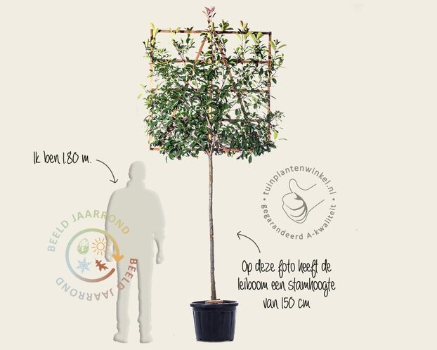 Glansmispel leiboom - Rek 120x120 cm - pakket 5 stuks + EXTRAS!