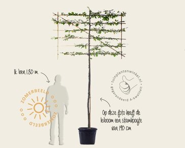 Carpinus betulus leiboom - Rek 180x110 cm - pakket 5 stuks