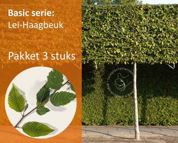 Carpinus betulus leiboom - Rek 180x110 cm - pakket 3 stuks