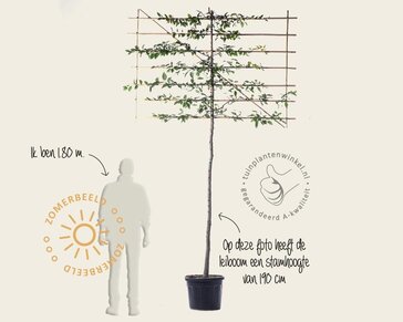 Carpinus betulus leiboom - Rek 200x130 cm - pakket 2 stuks