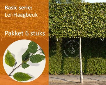 Carpinus betulus leiboom - Rek 180x110 cm - pakket 6 stuks