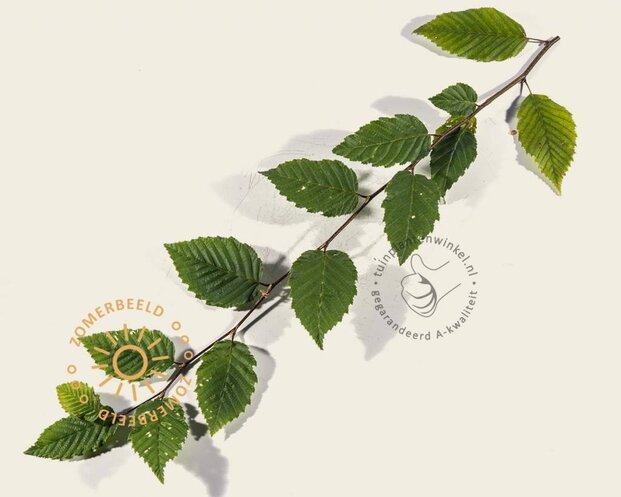 Carpinus betulus leiboom - Rek 180x110 cm - pakket 6 stuks