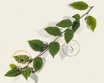 Carpinus betulus leiboom - Rek 120x90 cm - pakket 2 stuks