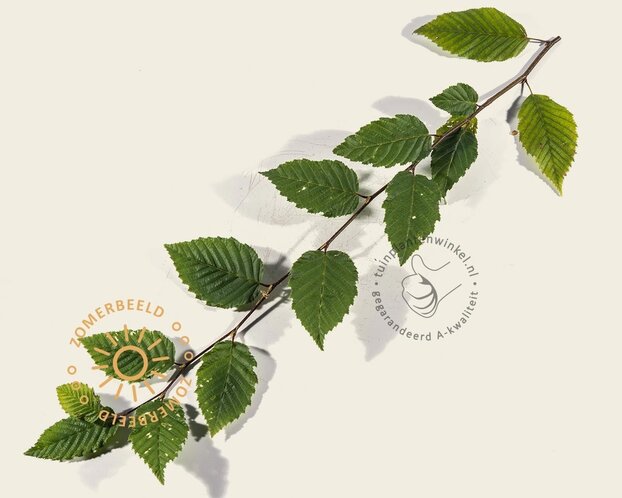 Carpinus betulus leiboom - Rek 120x90 cm - pakket 2 stuks