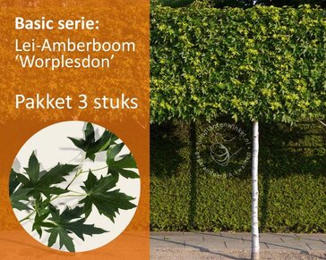 Lei amberboom - Rek 180x110 cm - pakket 3 stuks