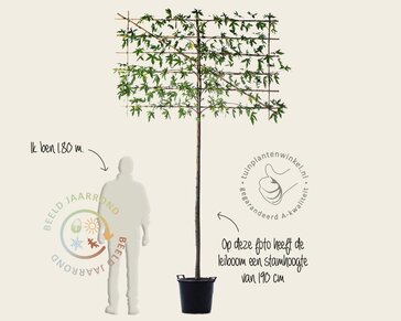 Lei amberboom - Rek 180x110 cm - pakket 3 stuks