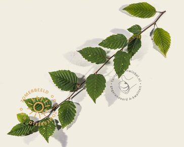 Carpinus betulus leiboom - Rek 200x130 cm - pakket 5 stuks