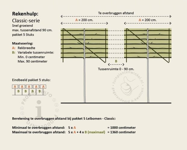 Carpinus betulus leiboom - Rek 200x130 cm - pakket 5 stuks