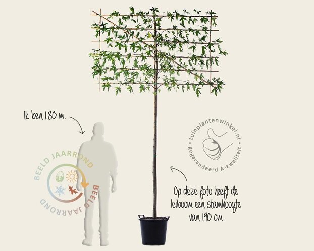Lei amberboom - Rek 180x110 cm - pakket 4 stuks