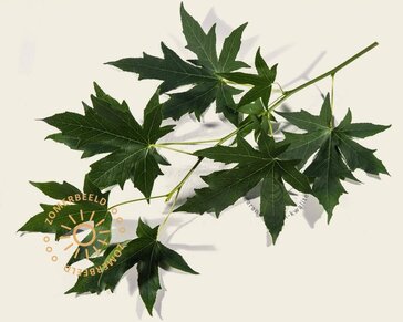 Lei amberboom - Rek 180x110 cm - pakket 4 stuks