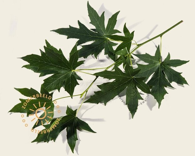 Lei amberboom - Rek 120x90 cm - pakket 6 stuks