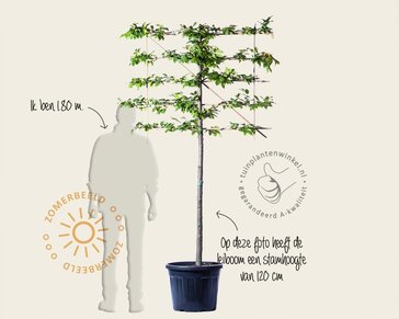 Carpinus betulus leiboom - Rek 120x90 cm - pakket 6 stuks