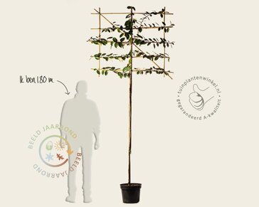 Olijfwilg leiboom - Rek 120x90 cm - pakket 4 stuks