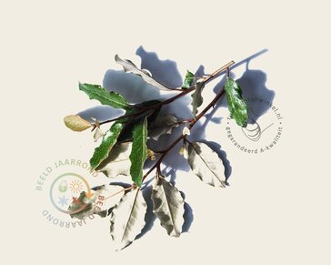 Olijfwilg leiboom - Rek 120x90 cm - pakket 4 stuks