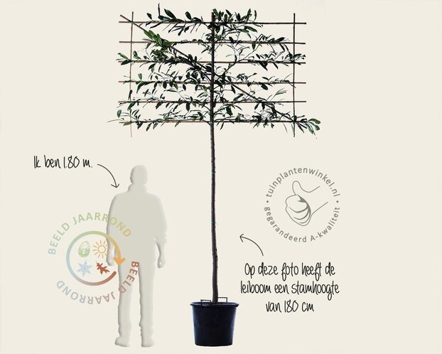 Prunus caucasica leiboom - Rek 180x110 cm - pakket 5 stuks
