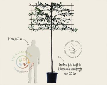 Prunus caucasica leiboom - Rek 180x110 cm - pakket 3 stuks