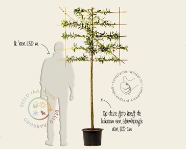 Prunus lusitanica brenelia leiboom - Rek 120x90 cm - pakket 6 stuks