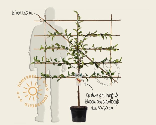 Lei appelboom - Rek 120x90 cm - pakket 5 stuks