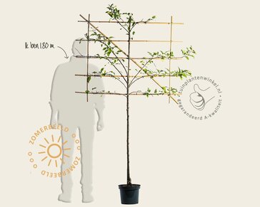 Lei appelboom - Rek 120x90 cm - pakket 5 stuks