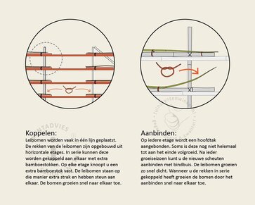 Lei appelboom - Rek 120x90 cm - pakket 5 stuks