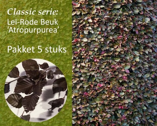 Rode leibeuk - Rek 200x130 cm - pakket 5 stuks
