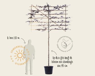 Rode leibeuk - Rek 200x130 cm - pakket 5 stuks
