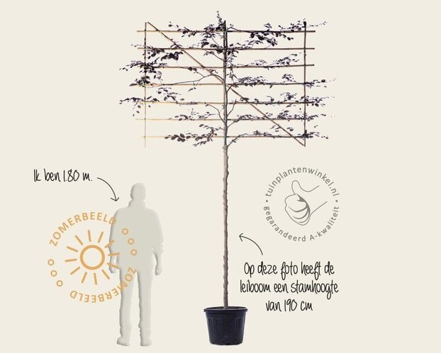 Rode leibeuk - Rek 200x130 cm - pakket 5 stuks