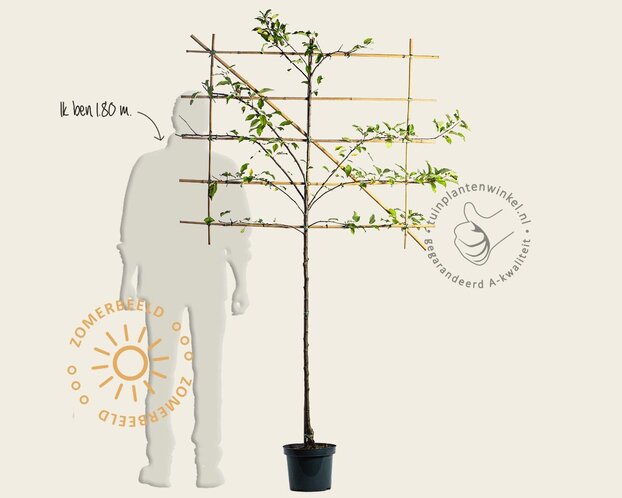 Lei appelboom - Rek 120x90 cm - pakket 4 stuks