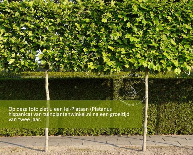 Leiplataan - Rek 200x130 cm - pakket 4 stuks