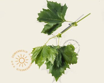 Leiplataan - Rek 200x130 cm - pakket 4 stuks