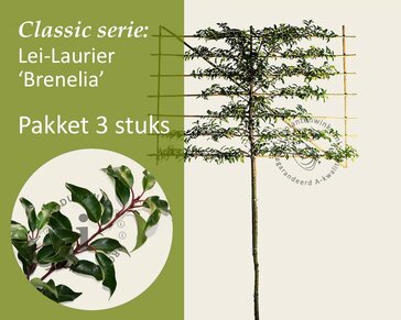 Prunus lusitanica brenelia leiboom - Rek 200x130 cm - pakket 3 stuks