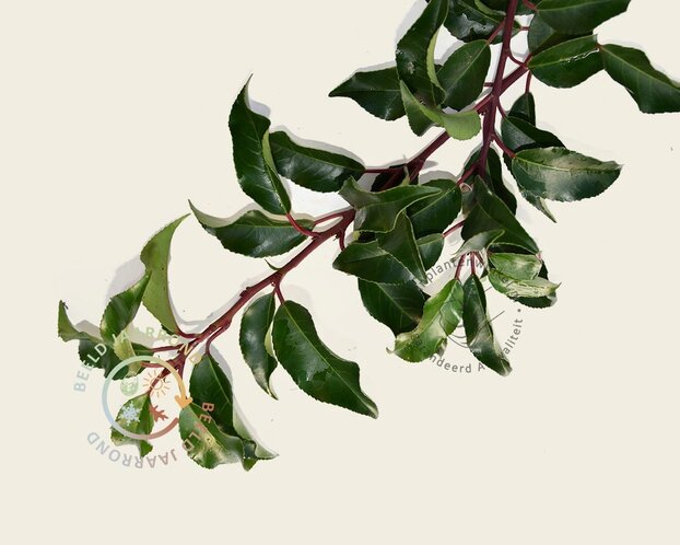 Prunus lusitanica brenelia leiboom - Rek 200x130 cm - pakket 3 stuks