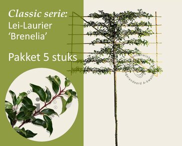 Prunus lusitanica brenelia leiboom - Rek 200x130 cm - pakket 5 stuks