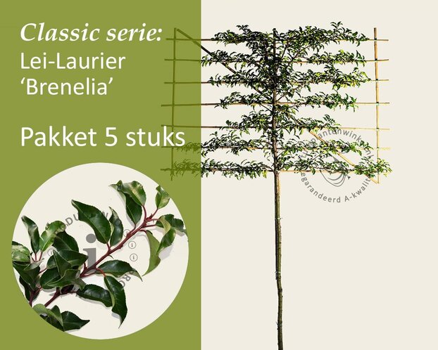 Prunus lusitanica brenelia leiboom - Rek 200x130 cm - pakket 5 stuks