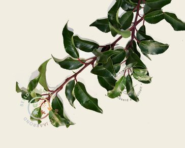 Prunus lusitanica brenelia leiboom - Rek 200x130 cm - pakket 5 stuks