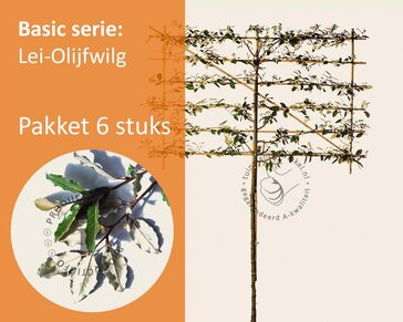 Olijfwilg leiboom - Rek 180x110 cm - pakket 6 stuks