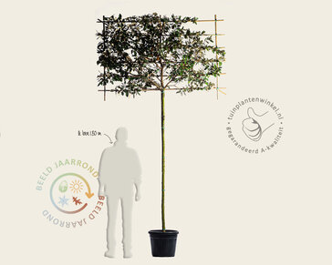 Olijfwilg leiboom - Rek 180x110 cm - pakket 6 stuks