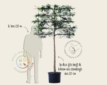 Leiconifeer 'Excelsa' - Rek 120x90 cm - pakket 4 stuks