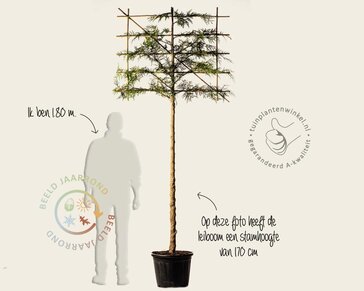 Leiconifeer 'Excelsa' - Rek 120x90 cm - pakket 4 stuks