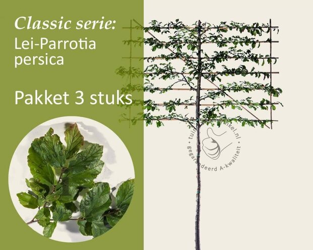 Parrotia persica leiboom - Rek 200x130 cm - pakket 3 stuks
