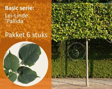 Leilinde - Rek 180x110 cm - pakket 6 stuks