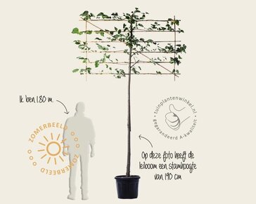 Leilinde - Rek 180x110 cm - pakket 6 stuks