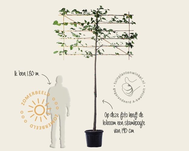 Leilinde - Rek 180x110 cm - pakket 6 stuks