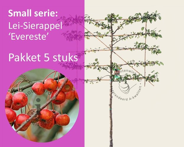 Malus evereste leiboom - Rek 120x90 cm - pakket 5 stuks